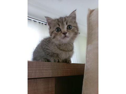 Yavru british longhair dişi
