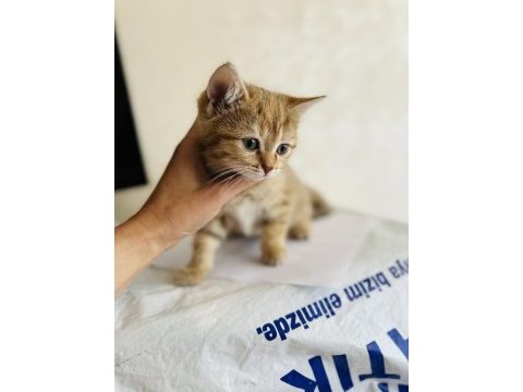 Güzel golden tabby bir prenses kedimiz bırakıyorum buraya