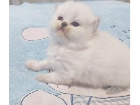 Maviş gözlü british shorthair bebekler