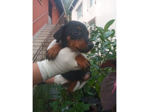 Safkan doberman köpeği yavrularımız