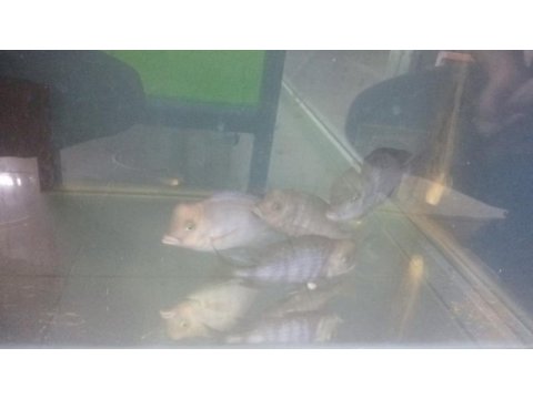 3 dişi ve 1 erkek kafalı yunus