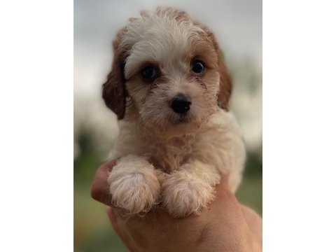 Sağlıklı neşeli ve eğlenceli bebek köpekler