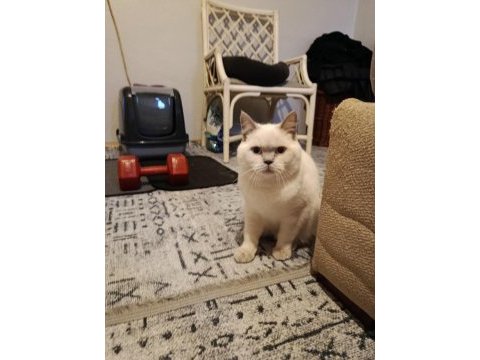 6 aylık british shorthair