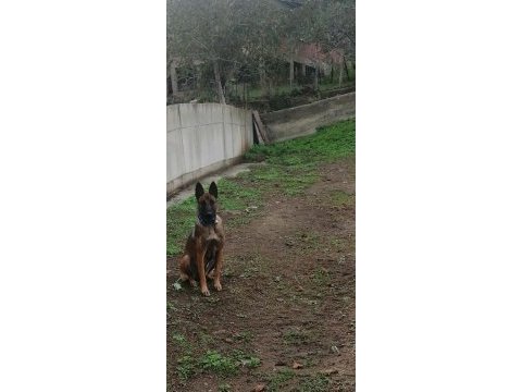 Belçika kurdu 5 erkek 4 dişi belçika kurdu yavrularımız