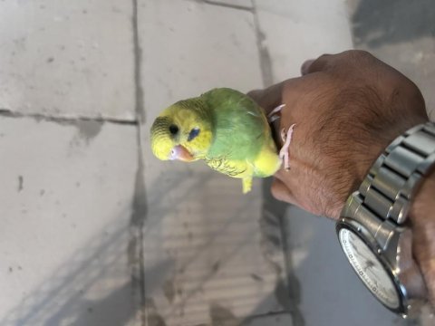 Yeni yeme düşmüş yavru muhabbet kuşları