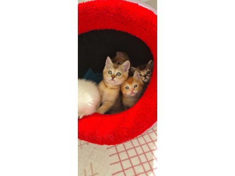 British shorthair çok oyuncu evcilmen yavrular