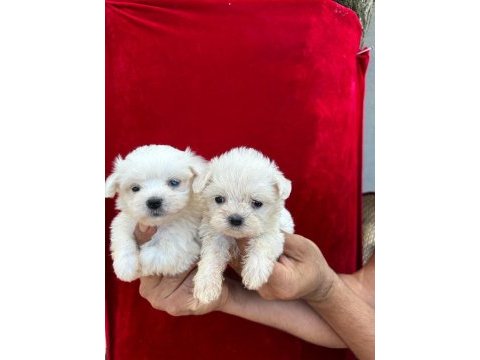 Maltese terrier yavruları