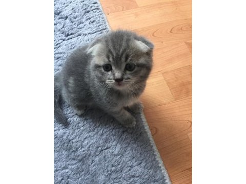 Sevgi arsızı minik scottish fold yavrularımıza yuva arıyoruz