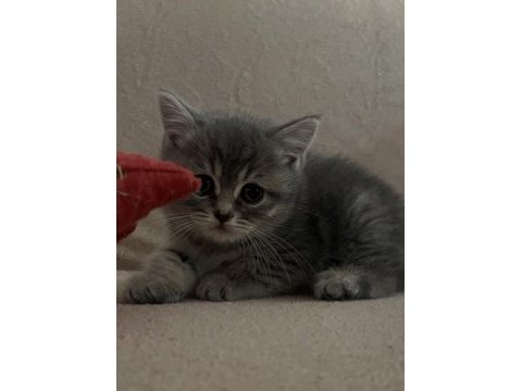 Tabby güzel british shorthair bebeğim