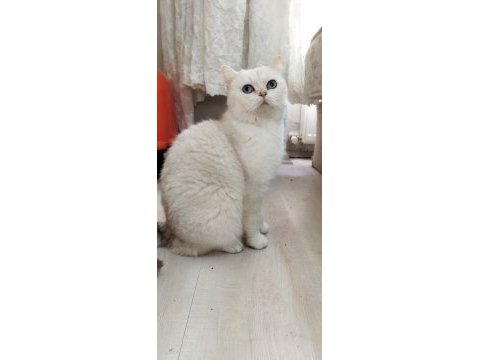 Yetişkin british shorthair kediler