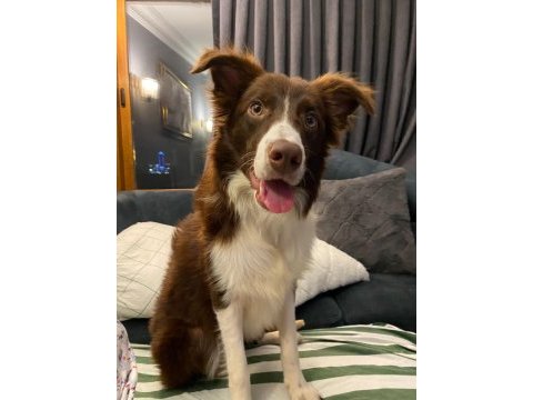 7 aylık dişi border collie