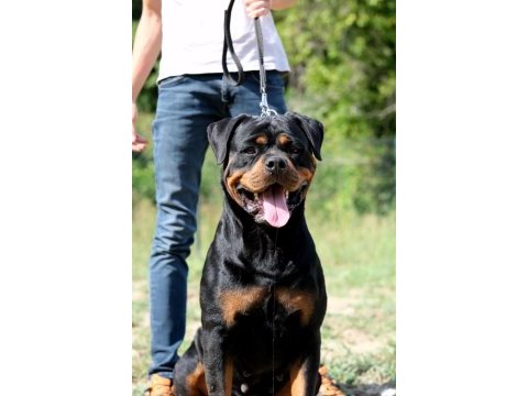 Türkiye şampiyonu rottweiler
