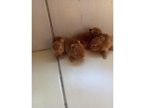 Cüce tavşan yavruları