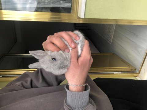 Safkan cüce lop tavşanlar