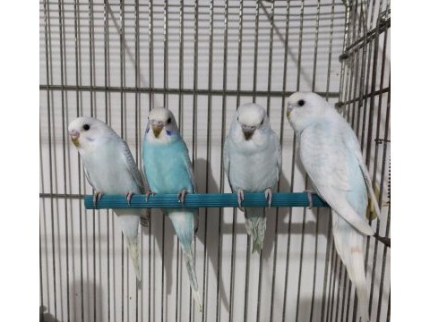 Ele alıştırmalık muhabbet kuşu bebekler