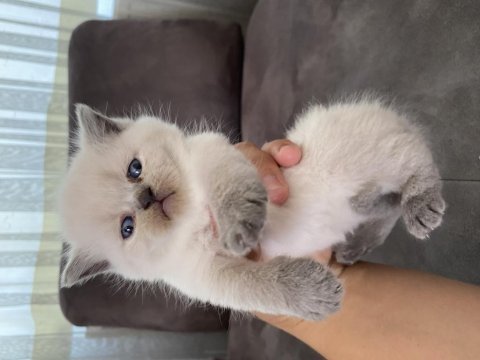 3 adet blue point 1 lilak british shorthair