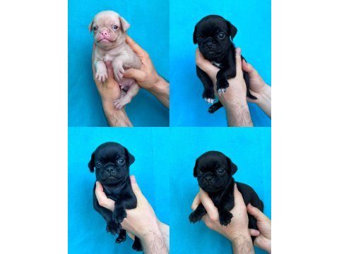 Dişi erkek pug yavruları yer denizli