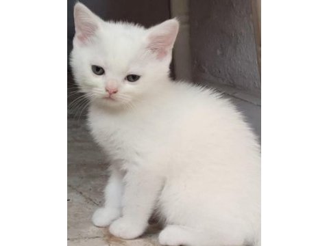 Kar beyaz british shorthair böyle güzellik yok