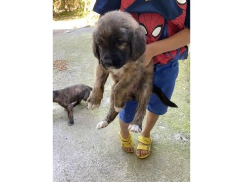 Afyon ücretsiz yavru köpek sahiplendirme