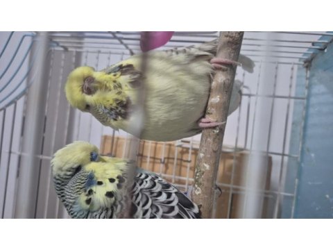 Çift show jumbo muhabbet kuşu