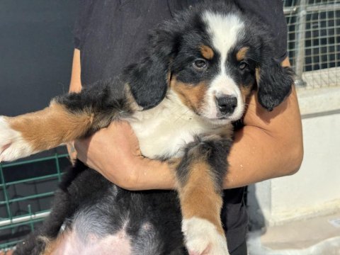 Petmode köpek çiftliğinde ziyarete açık bernese 