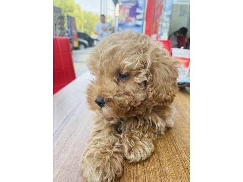 Poodle ayarında maltipoo
