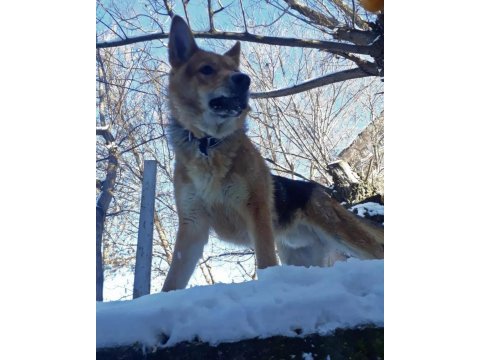 Alman çoban köpeği yavrumuzu sahiplendiriyoruz
