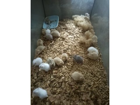 Toptan 80 adet gonzales hamster