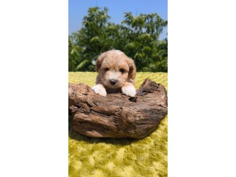Oyuncak surat maltipoo bebekler