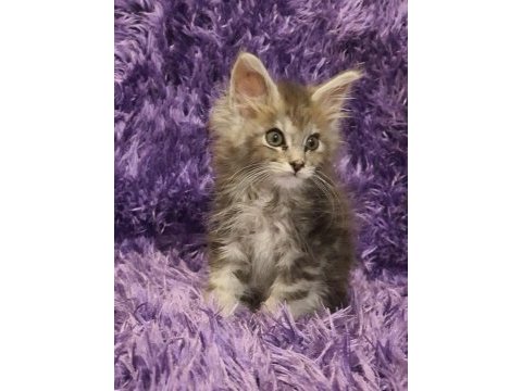 Maine coon yavrularımız