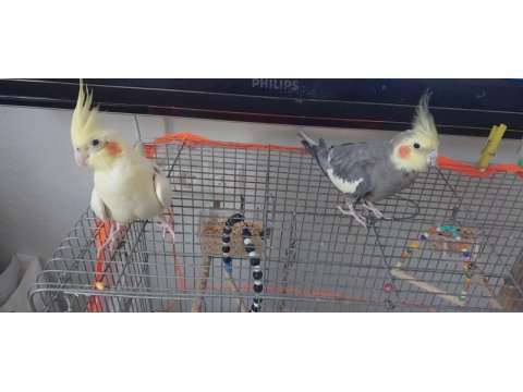 4 yaş çift sultan papağanı