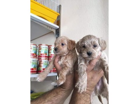 Maltipoo yavrular