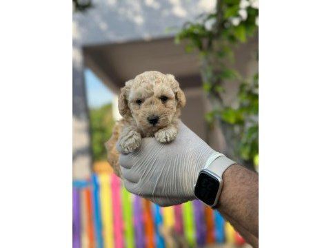 Maltipoo kapıda ödeme ve kredi kartı imkânı mevcuttur