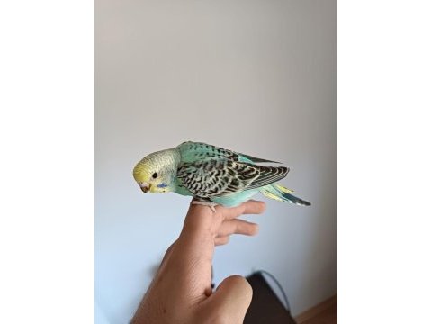 Ele alıştırmalık yeni sahibini bekleyen 3 kardeş yavru