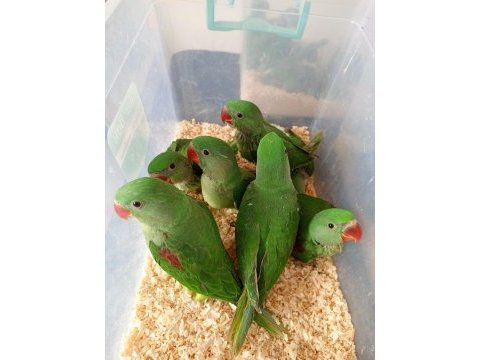 Baby alexander papağanlar