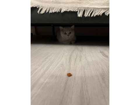 4 aylık safkan british shorthair erkek yavru
