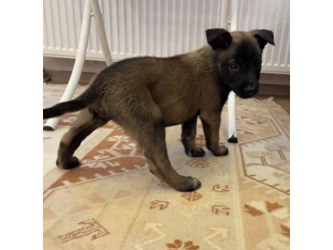 Fcı a secere malinois son 2 erkek