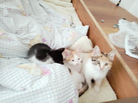 Yavru kedilerime ev arıyorum