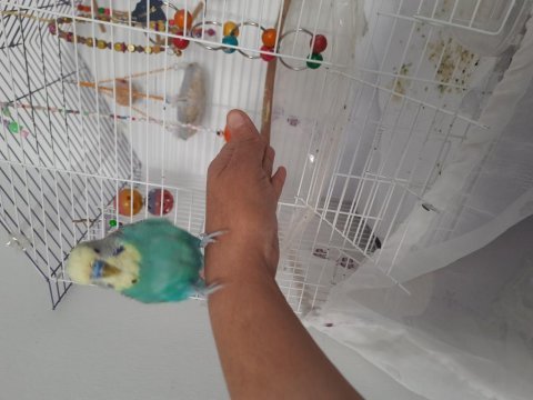Konuşan ele alışkın muhabbet kuşu ve kafesi