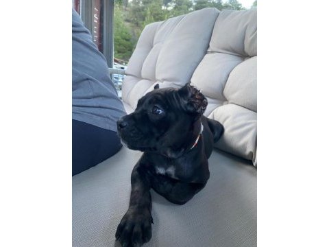 Cane corso 2 aylık