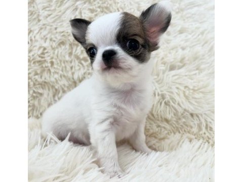 Eşsiz güzellikte safkan chihuahua yavrularımız