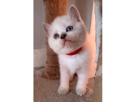 Teslime hazır uygun british shorthair bebekler