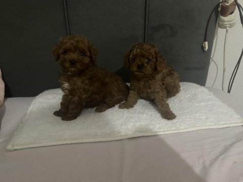 Boy kilo ırk ve sağlık garantili poodle