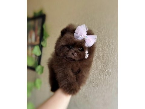 Çikolatalı prenses pomeranian boo dişi