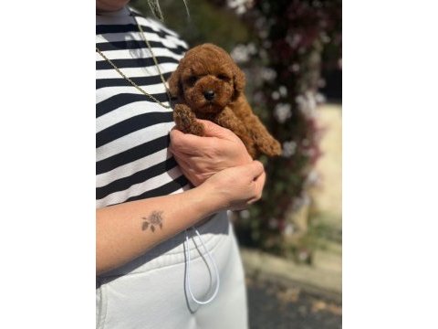 Toy poodle yavrularımız ırk ve saglık garantili