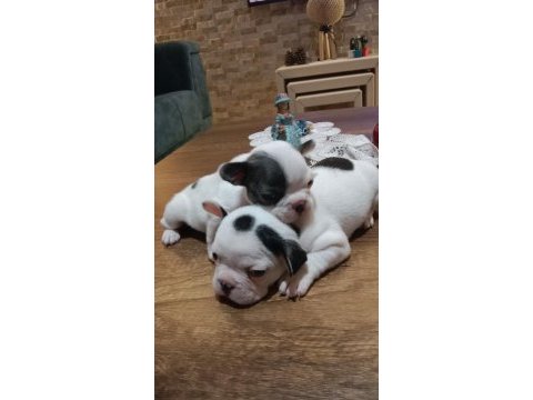 Mükemmel anatomi blue ve blue taşıcı french bulldog evlatlar