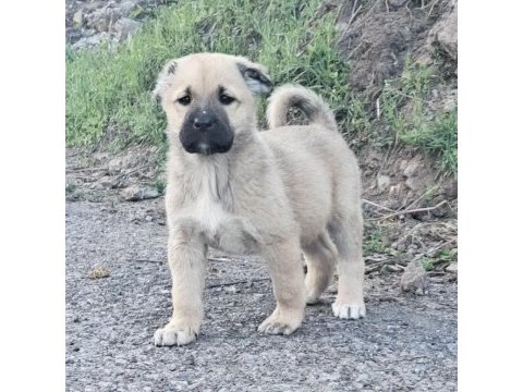 Safkan yavru kangal köpekler
