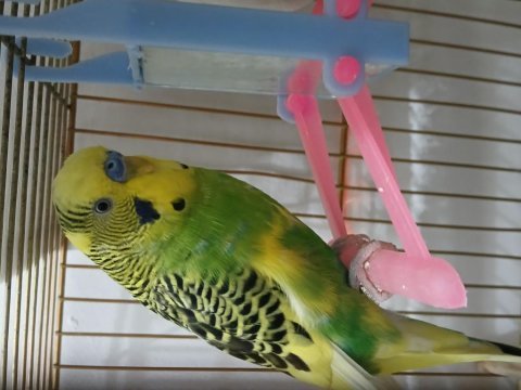 Çift albino ve sarı yeşil kuş