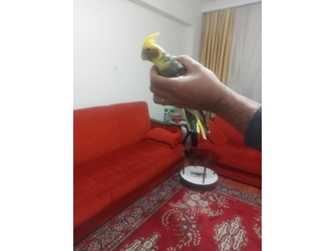Erkek sultan papağanı