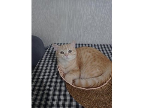 Anne british shorthair 8 aylık erkek full eğitimli